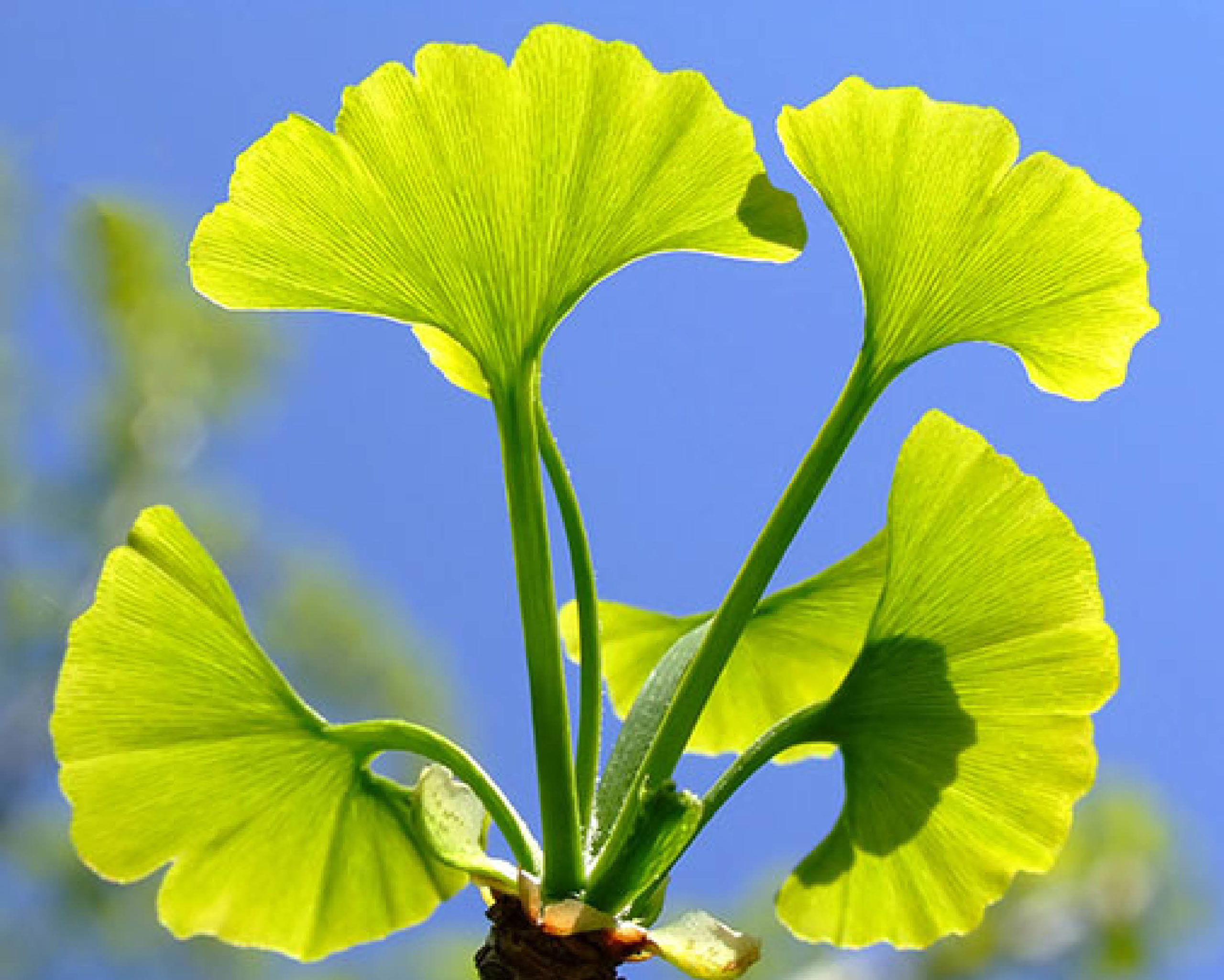 Gingko