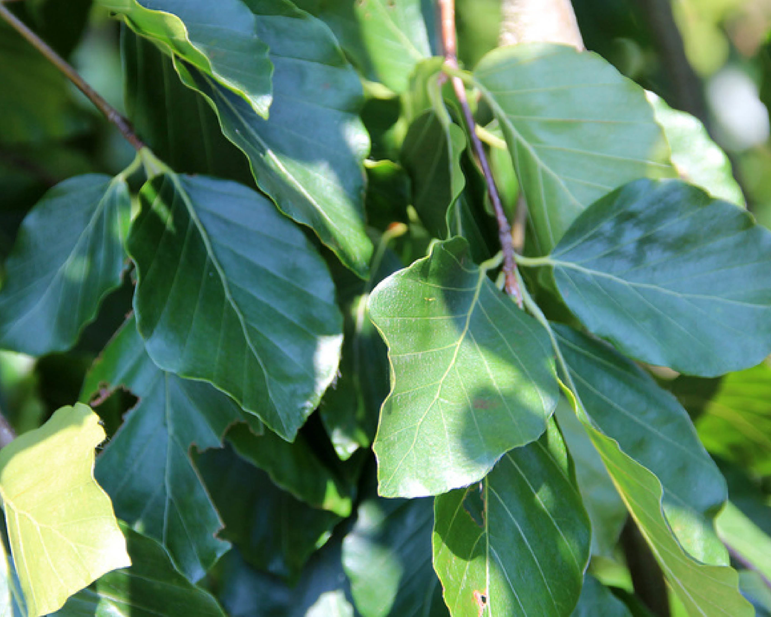 Weeping Beech