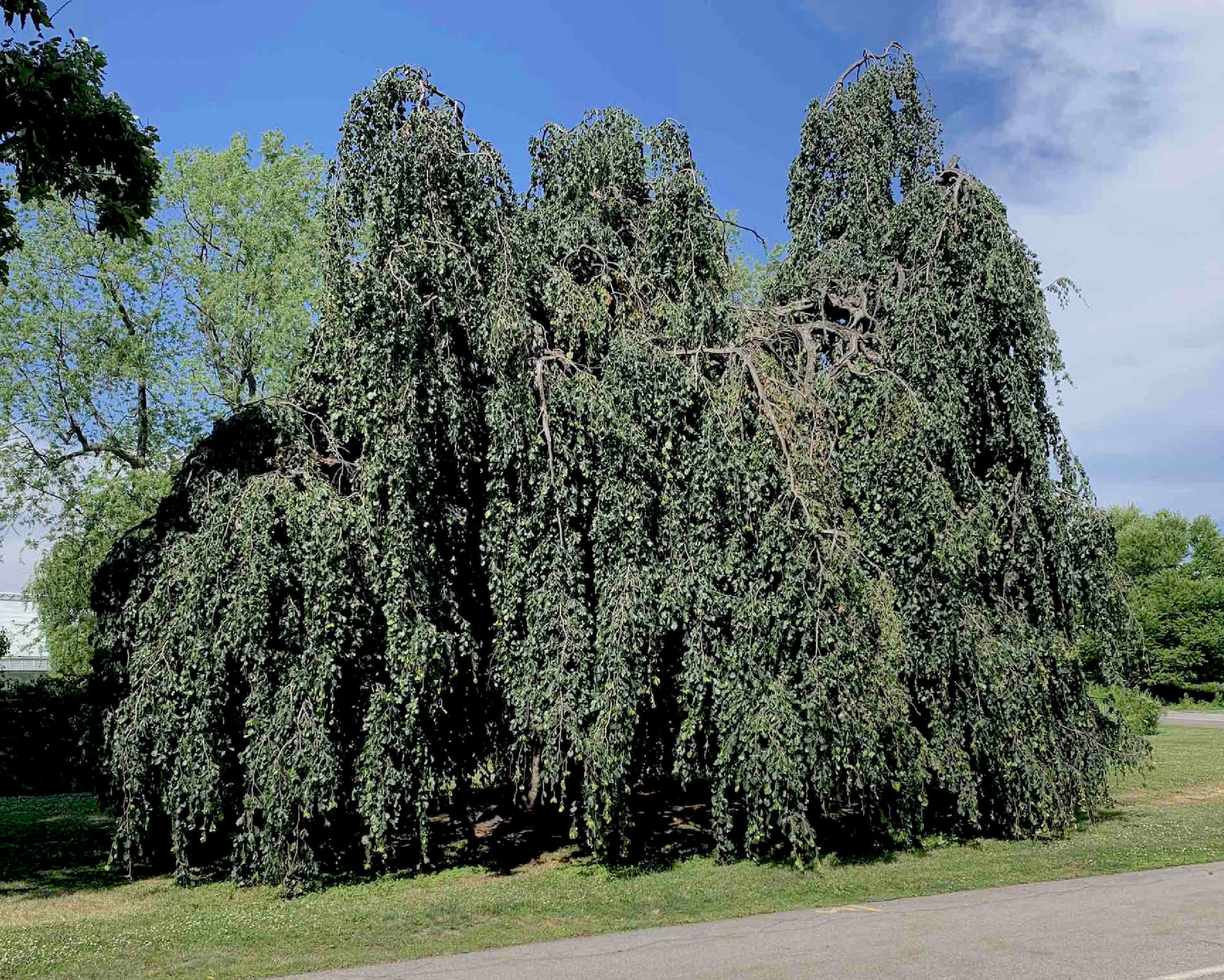 Weeping Beech