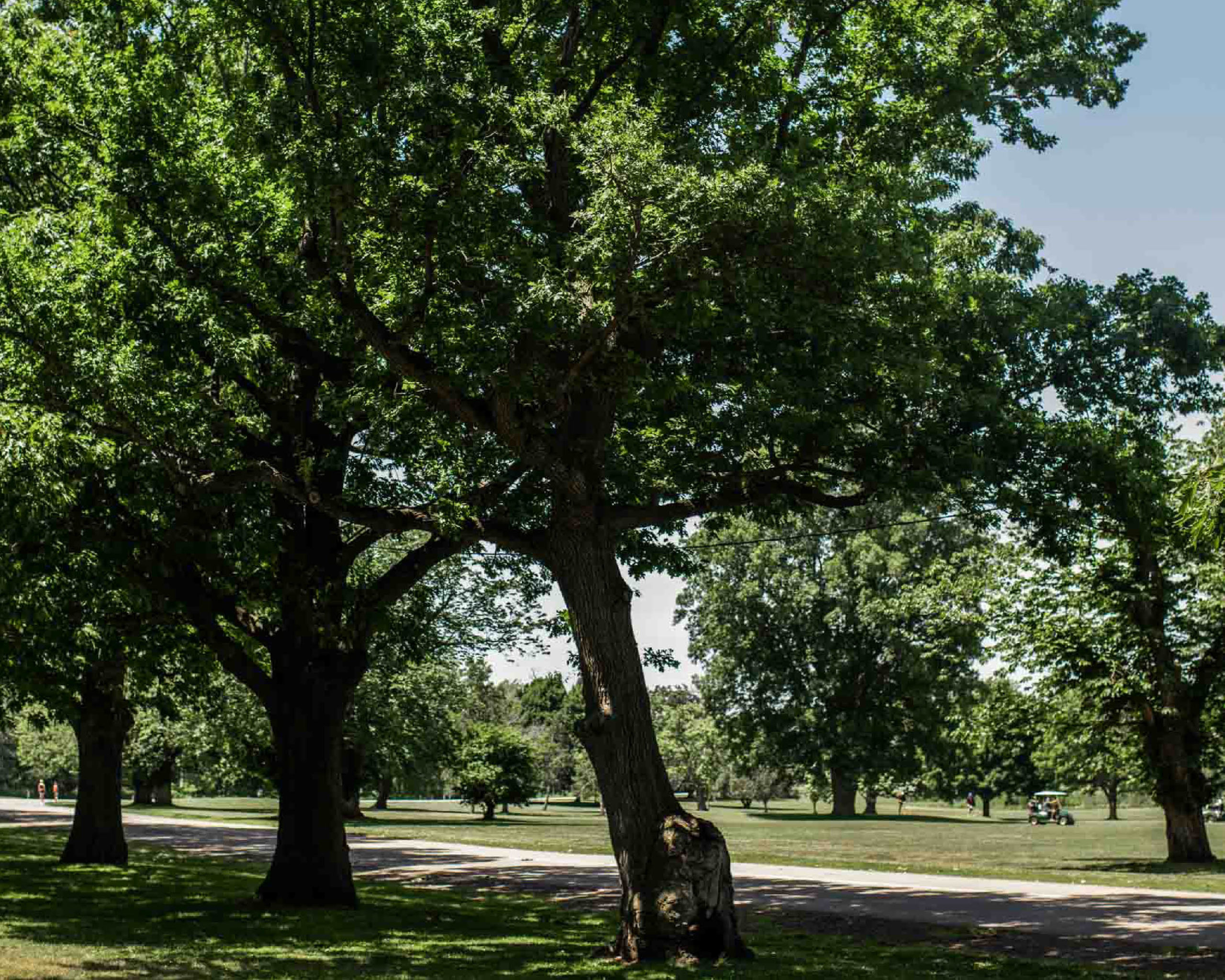 Turkey Oak