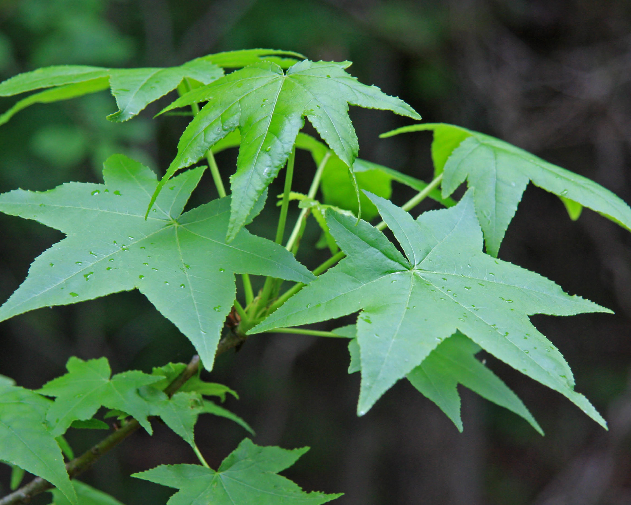 Sweetgum