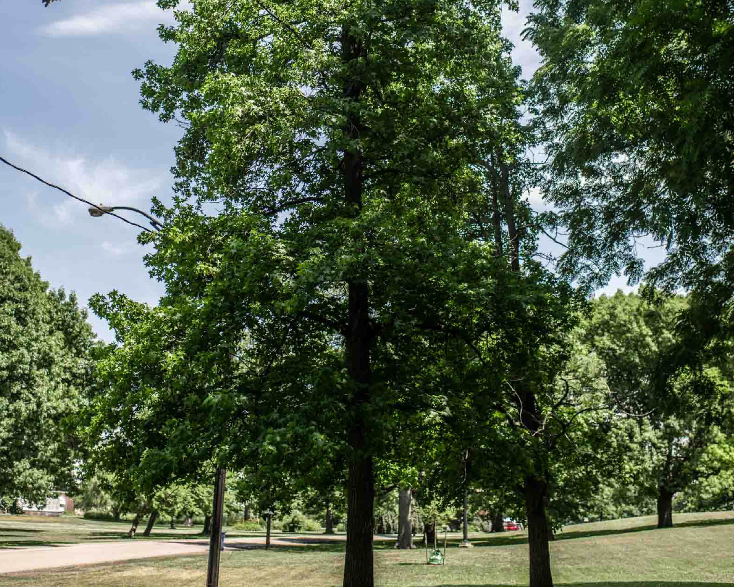 Sweetgum