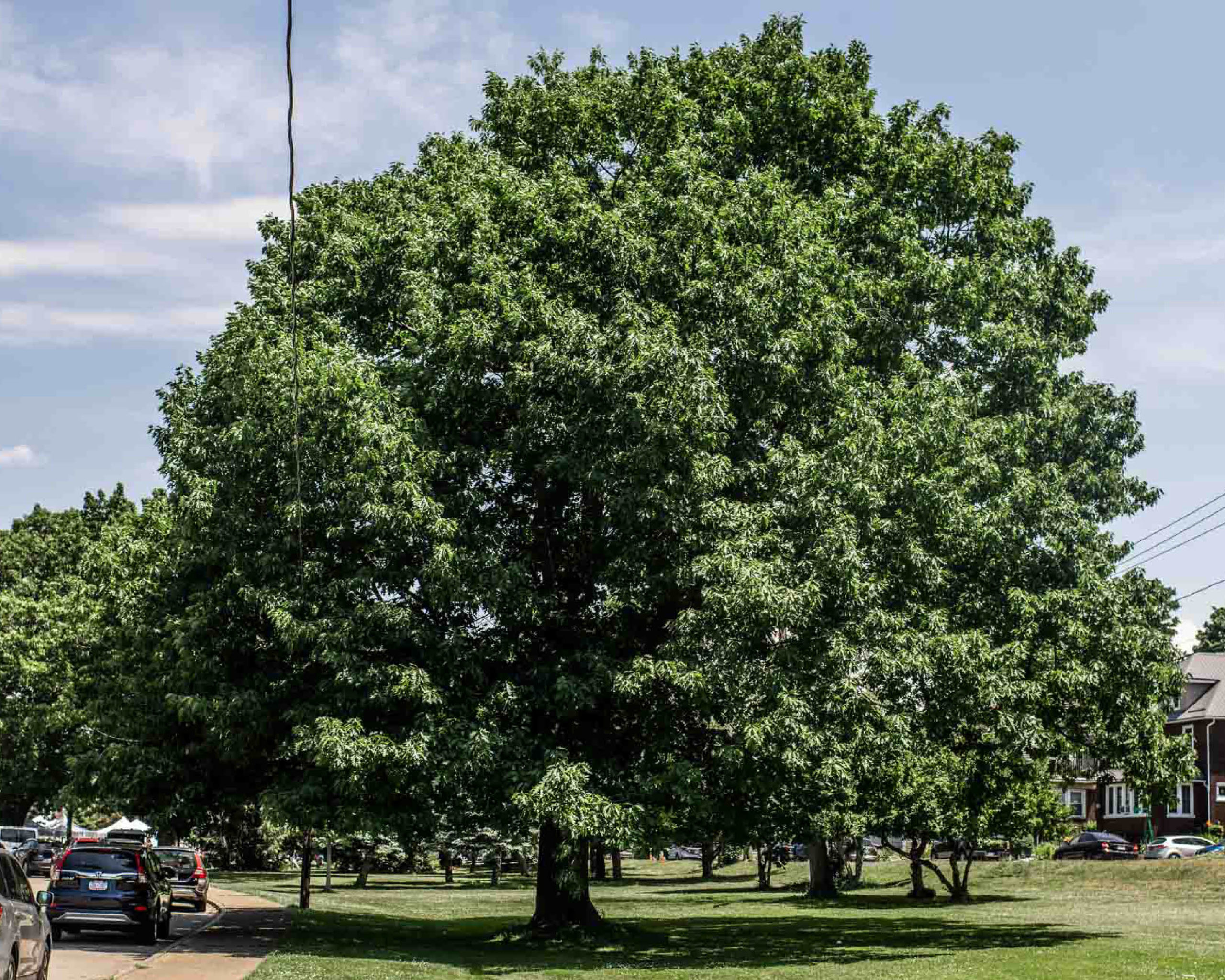 Red Oak