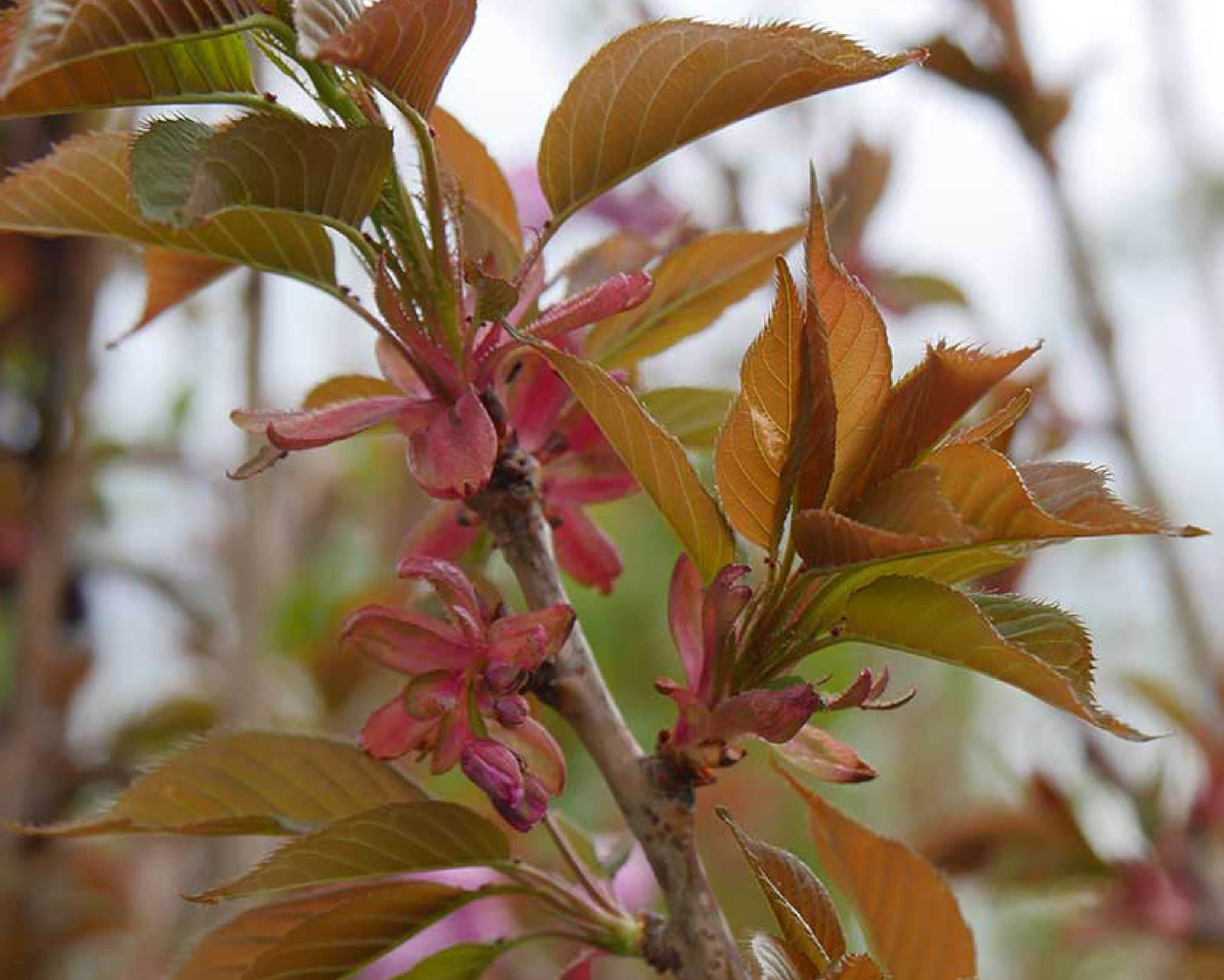 Kwanzan cherry