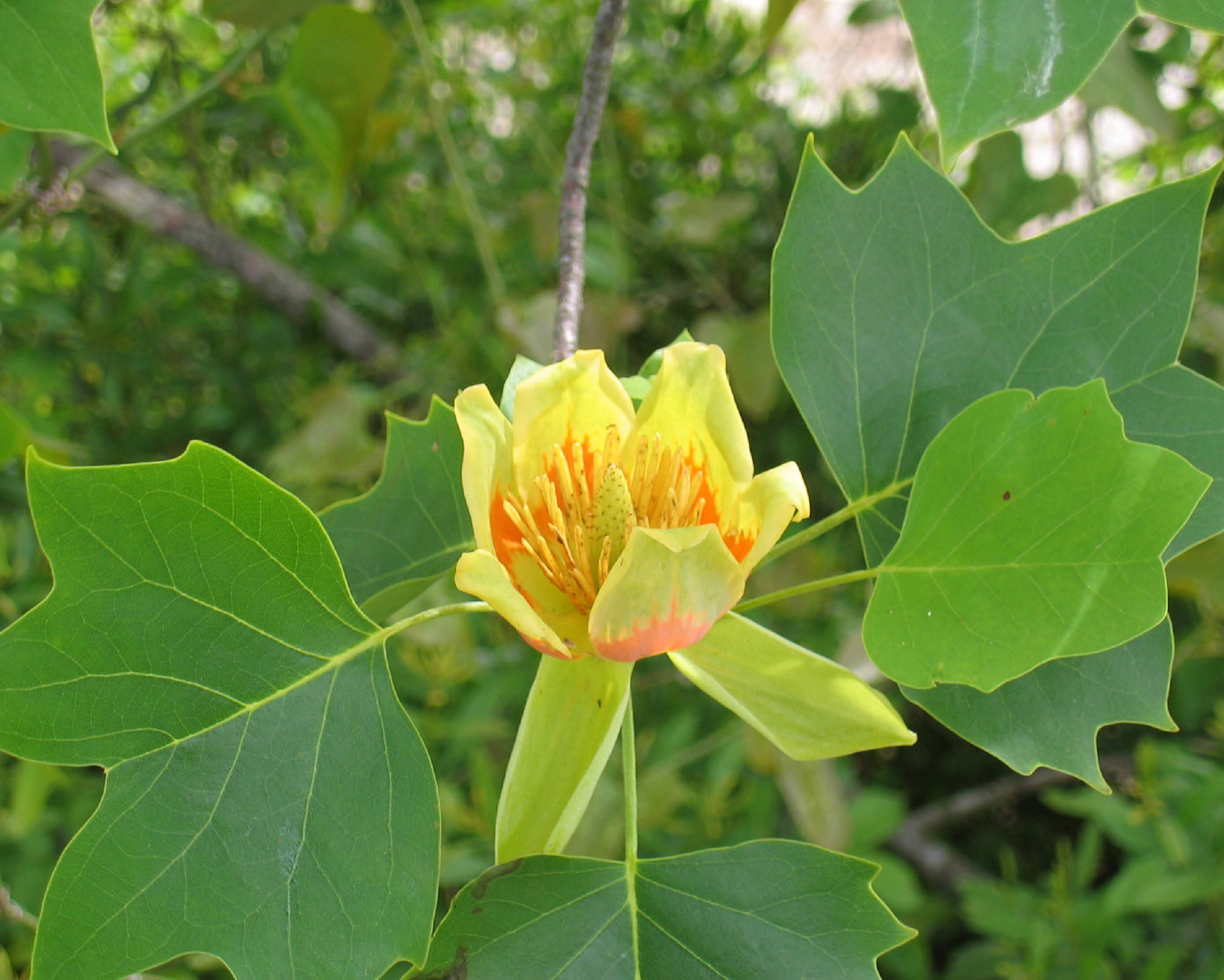 Tulip Poplar