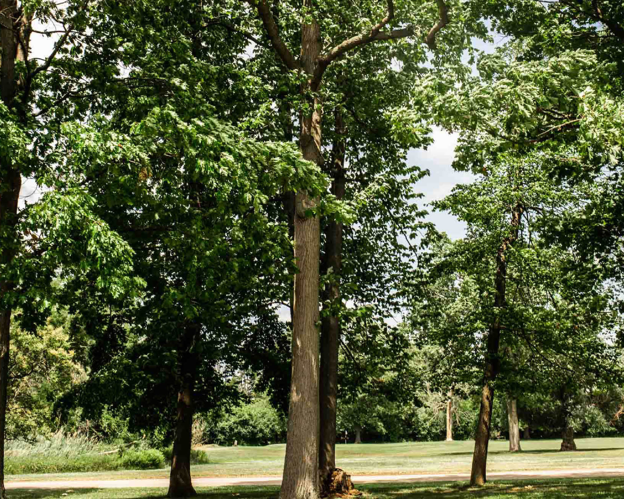 Tulip Poplar