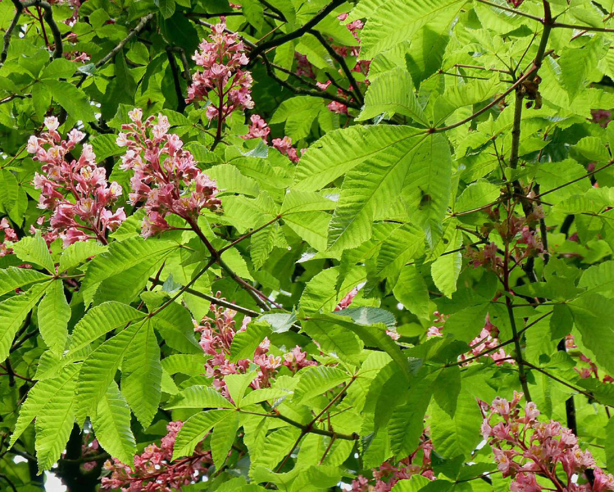 Red horsechestnut