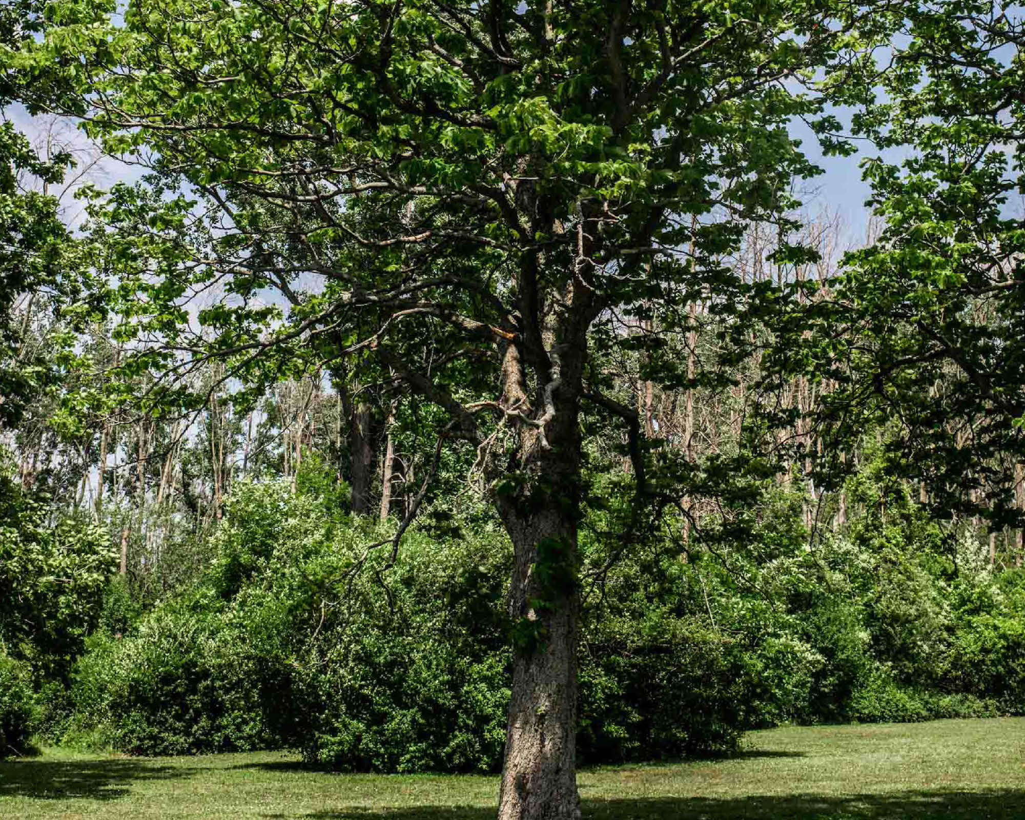 Red horsechestnut