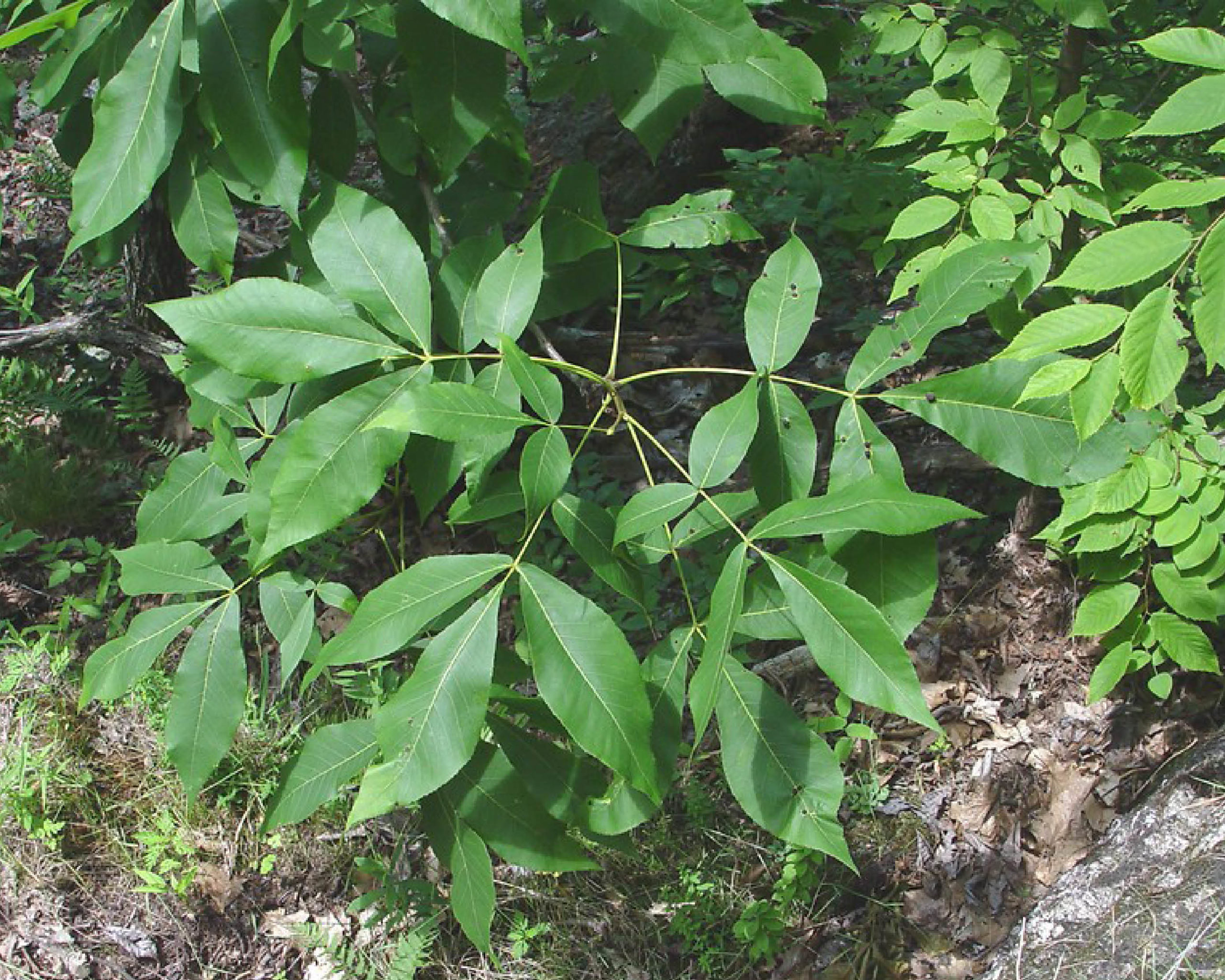 Shagbark hickory