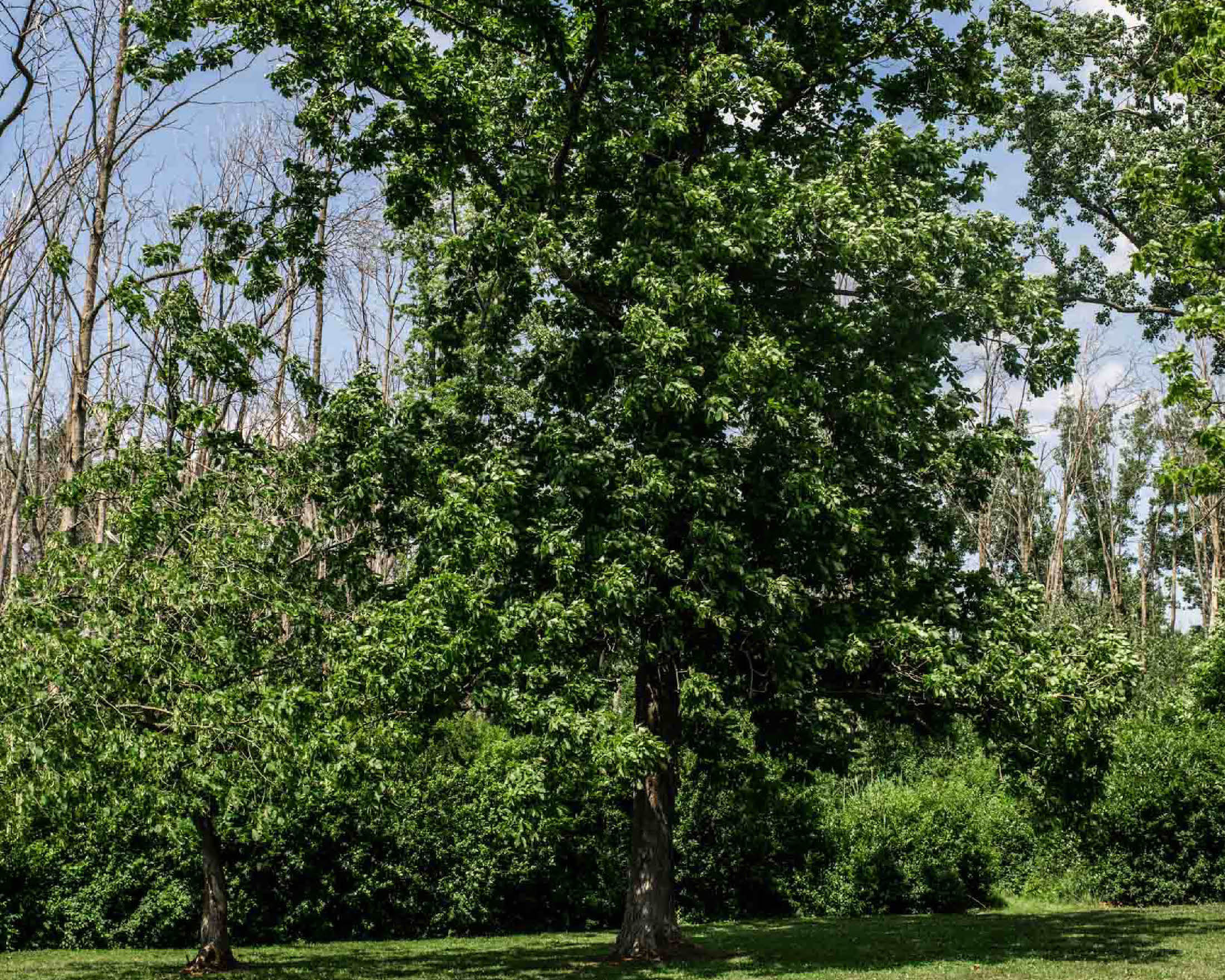 Shagbark hickory