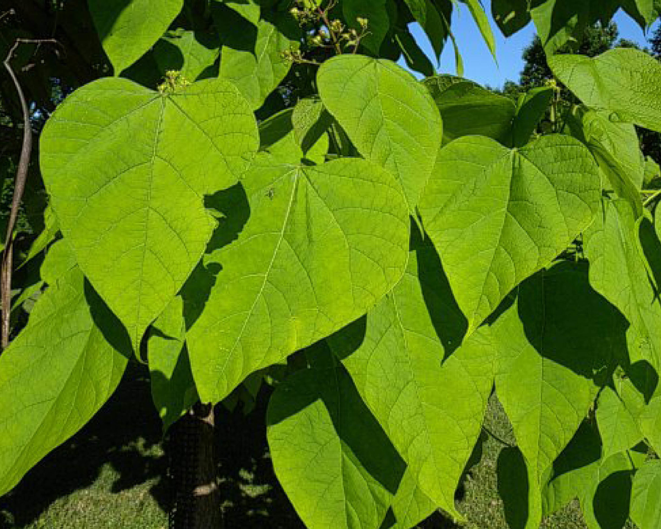 Northern Catalpa