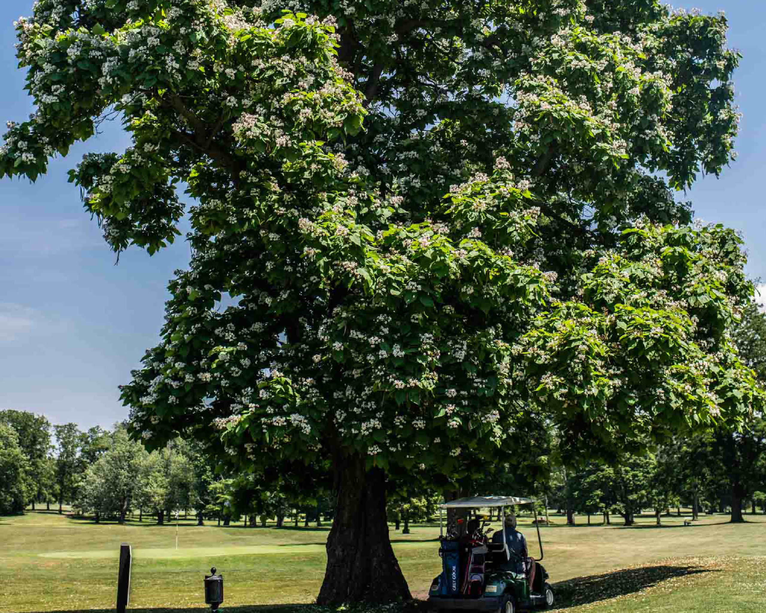 Northern Catalpa