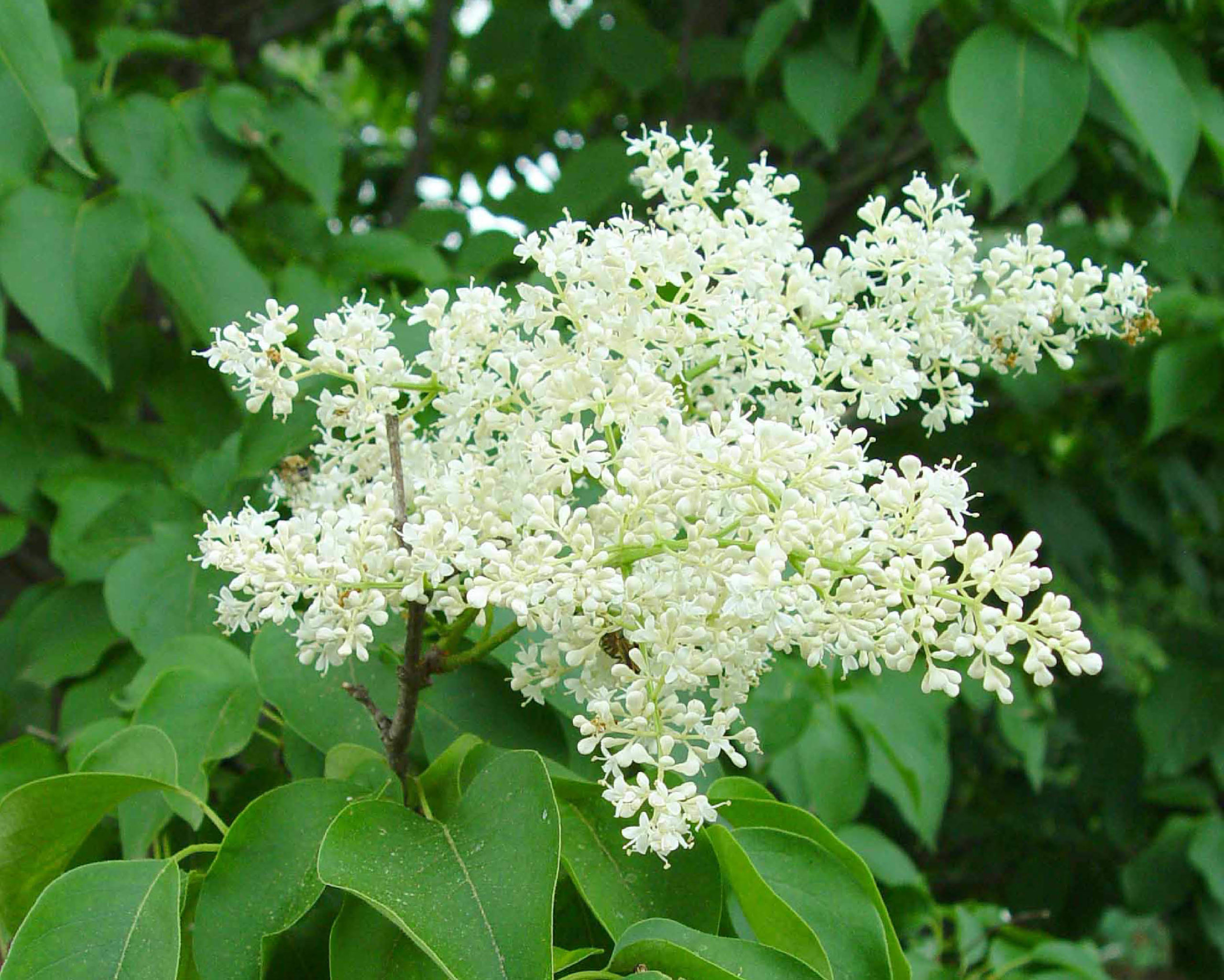 Japanese Lilac