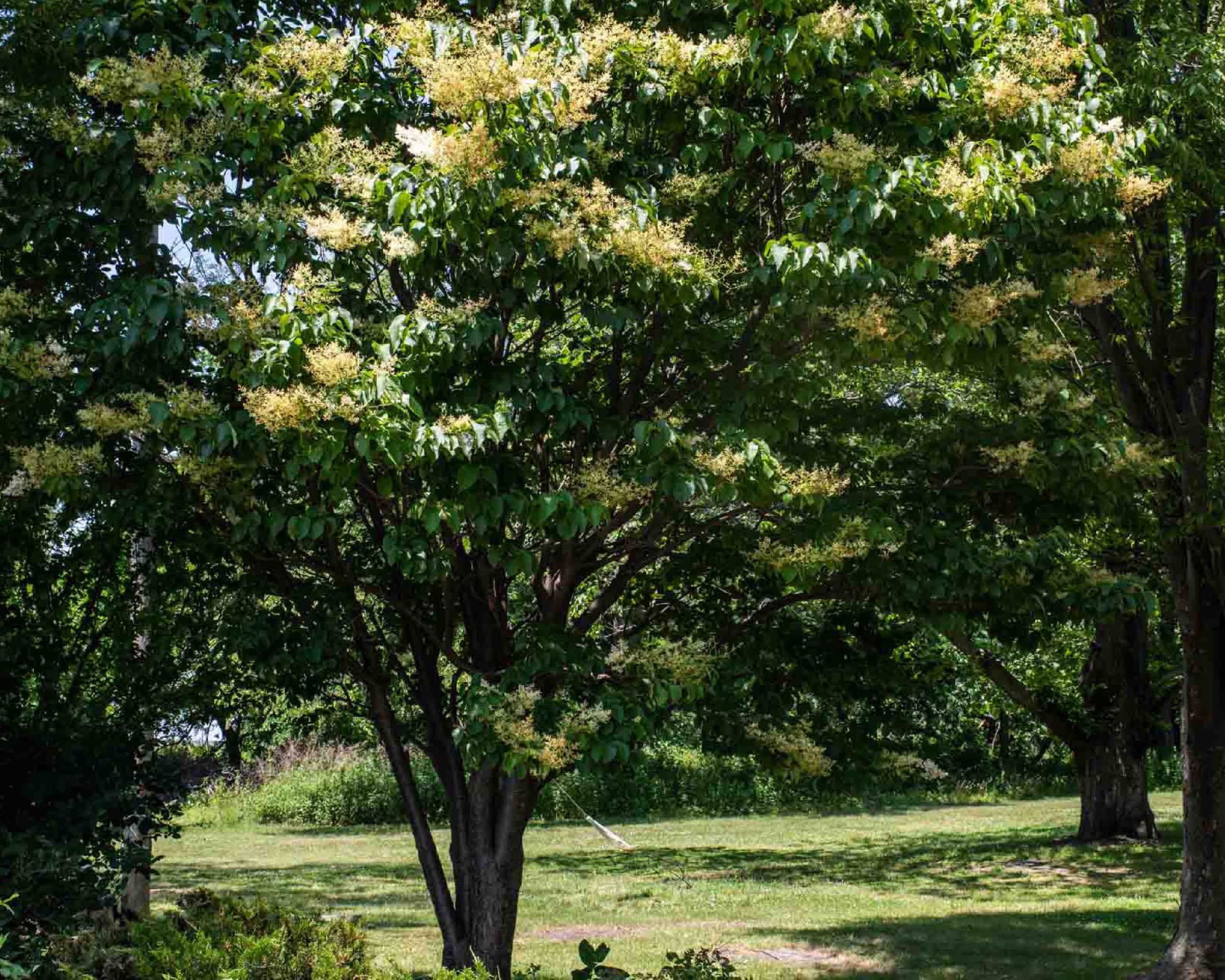 Japanese Lilac