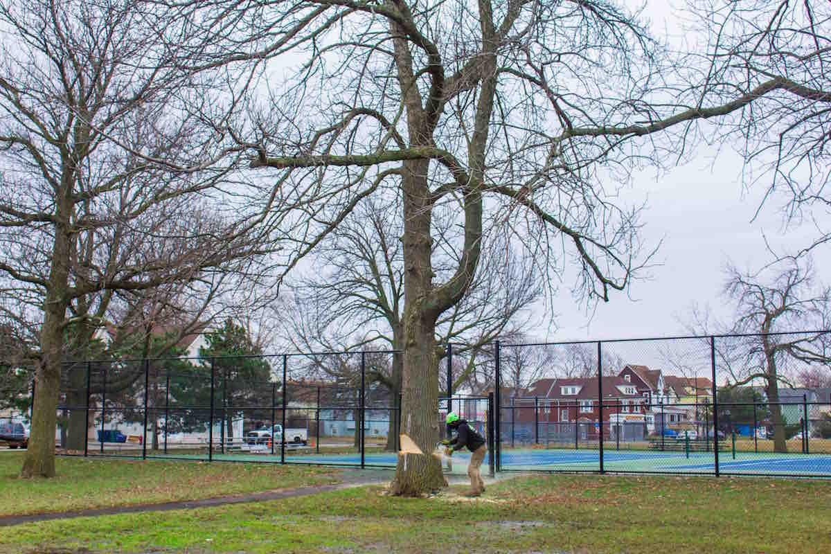 Ash Tree Removal at Riverside Park_Feb 4 2020