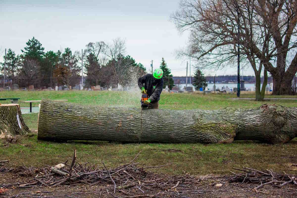 Ash Tree Removal at Riverside Park
