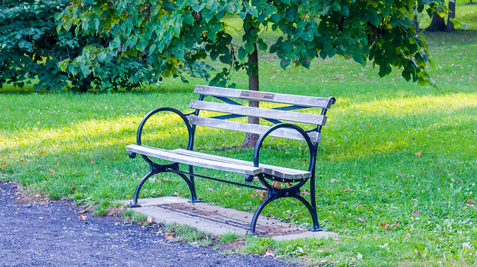 Bench in an Olmsted landscape