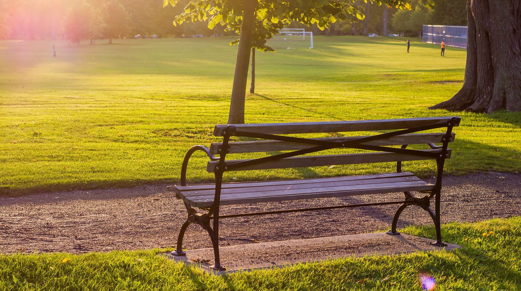 Bench in an Olmsted landscape