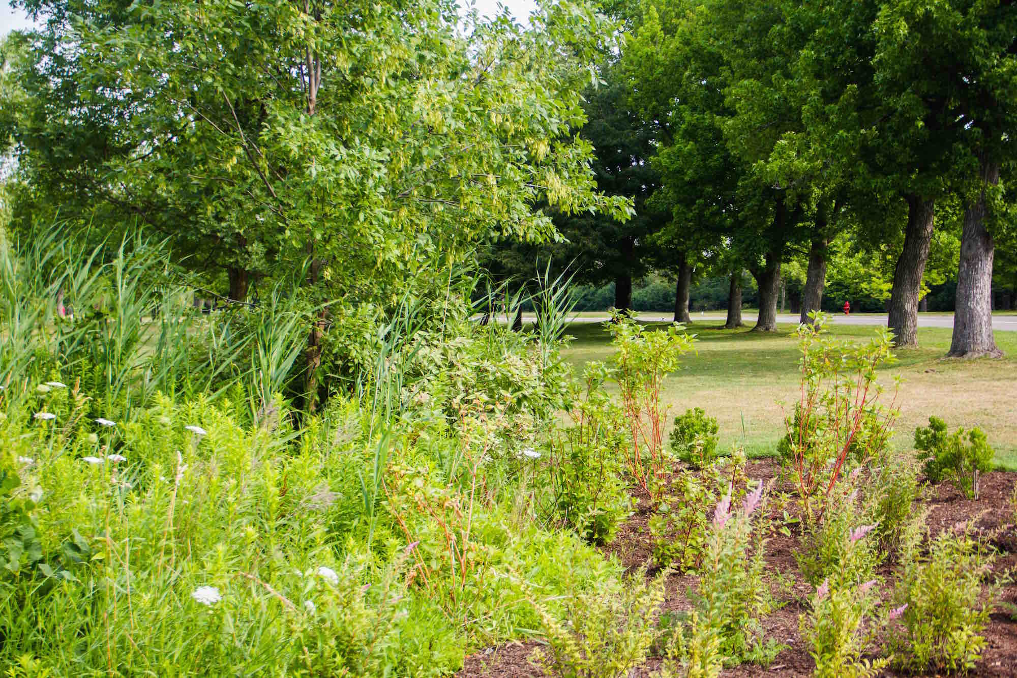 Bog Garden