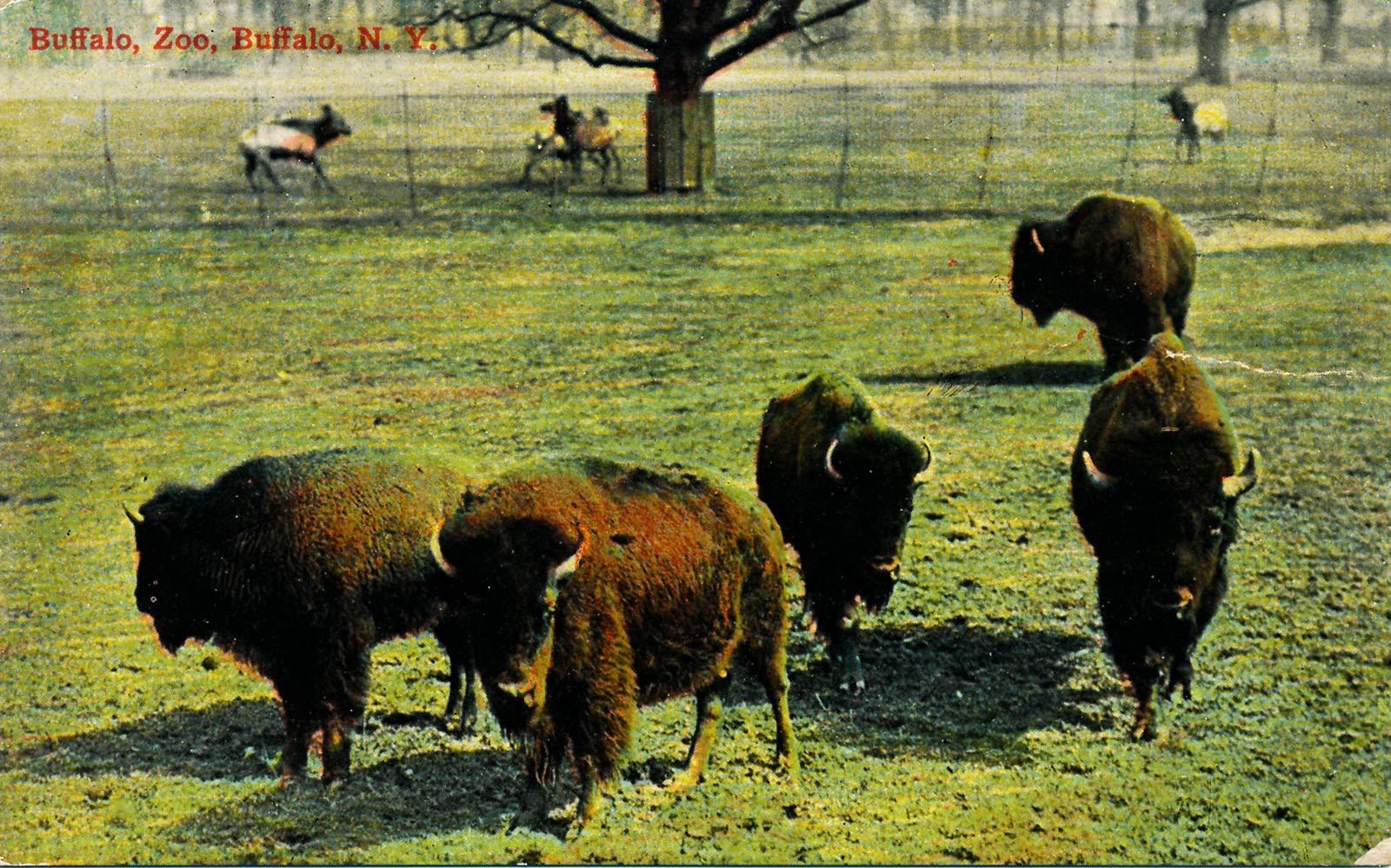 Buffalo Delaware Park_vintage