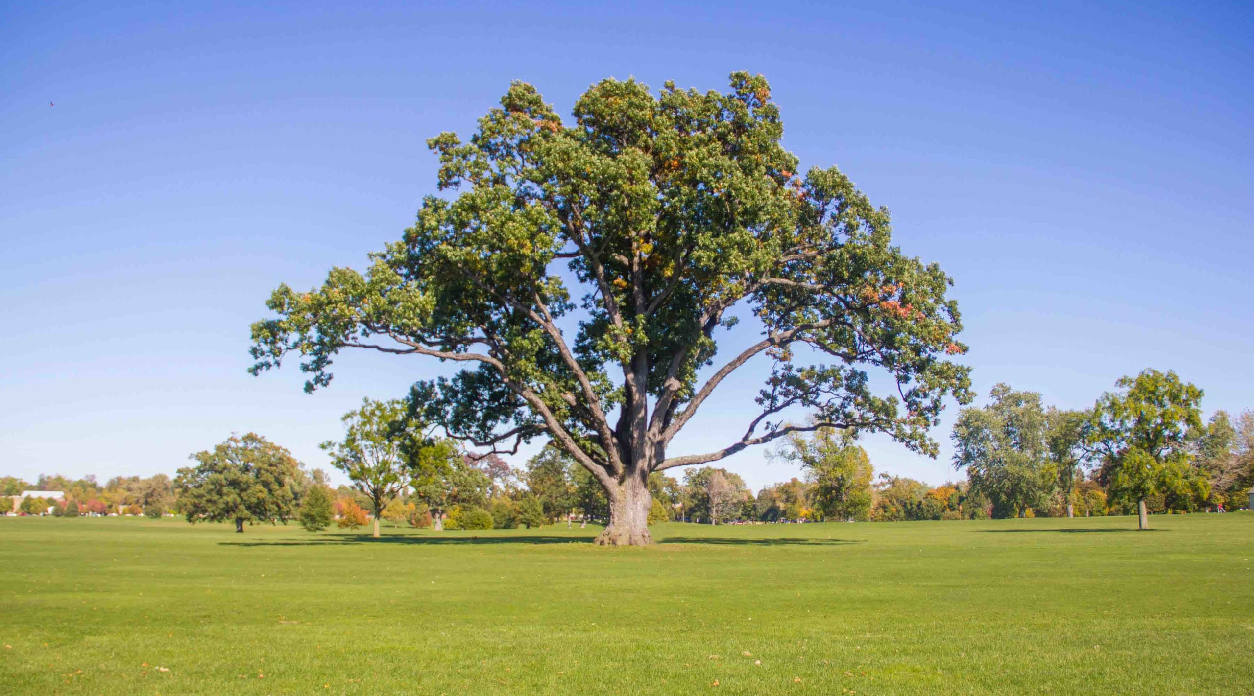 Delaware Park Mighty Oak Buffalo Olmsted Parks