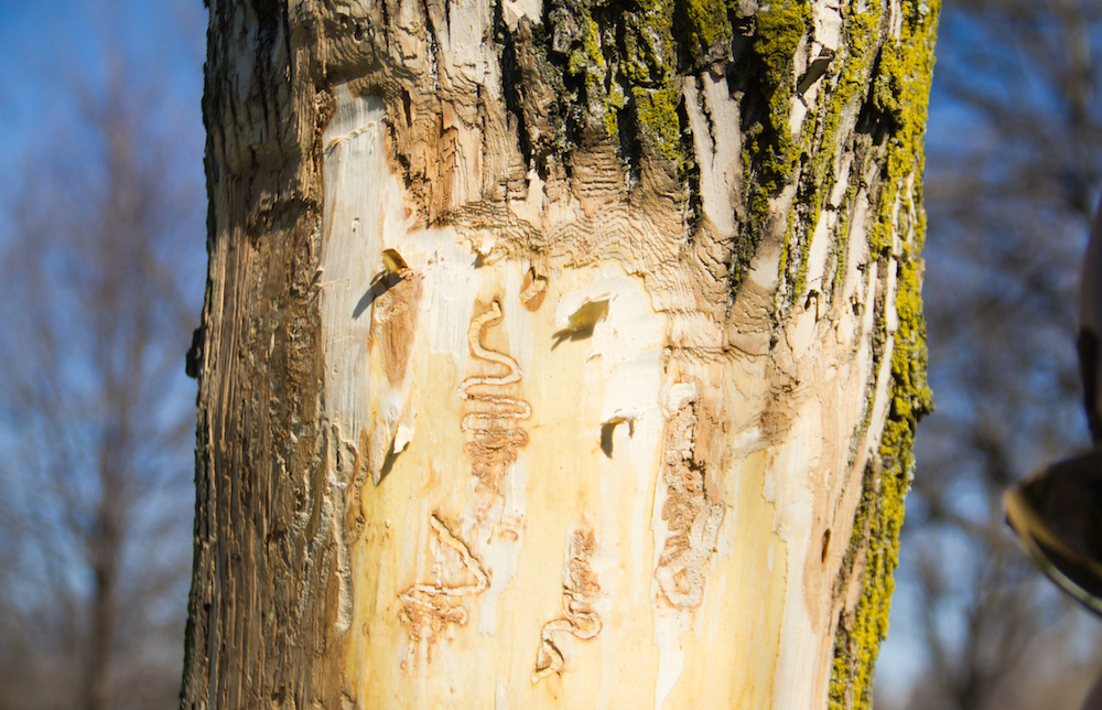 EAB Infected Ash tree_MLK Park