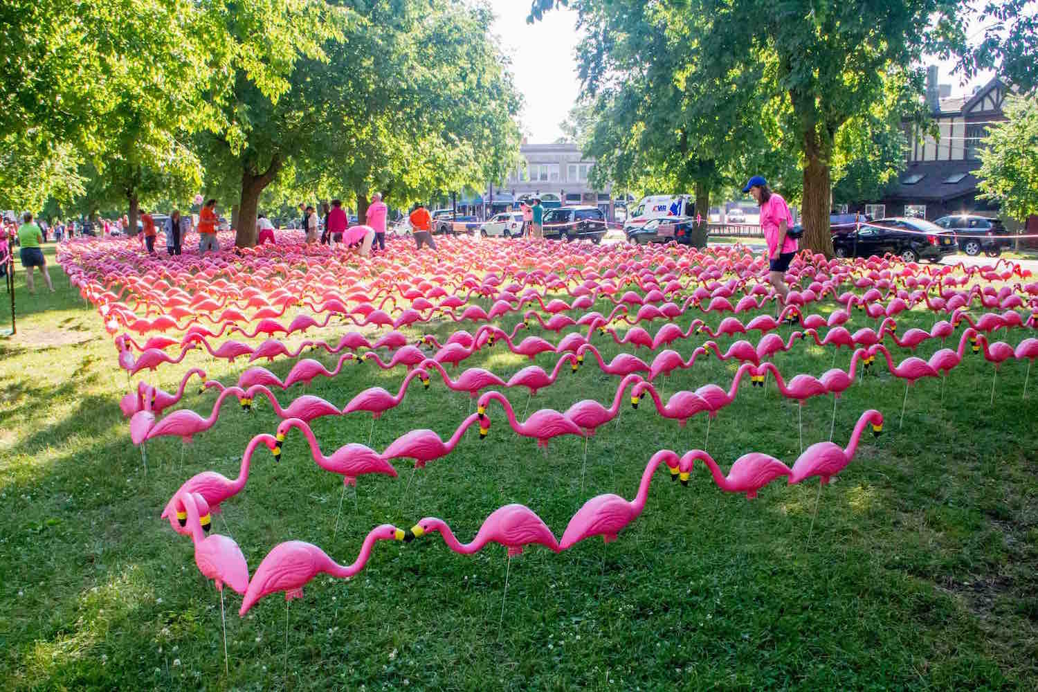 BOPC to attempt to reclaim world record for Longest Line of Garden