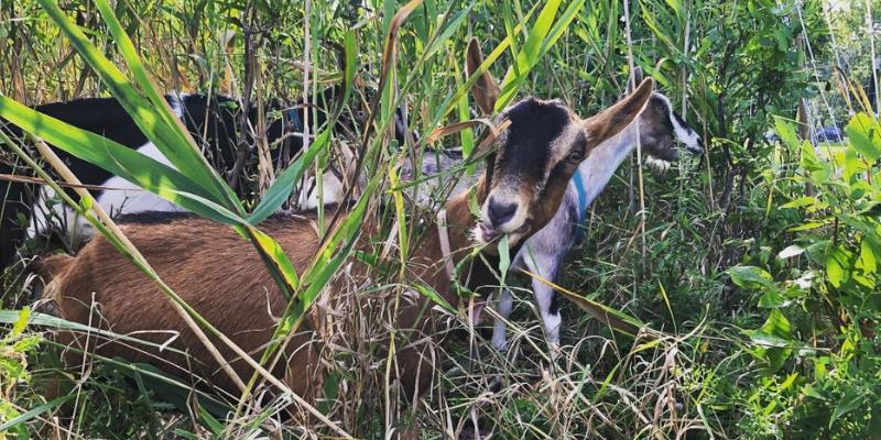 Two goats lying in the lawn at South Park