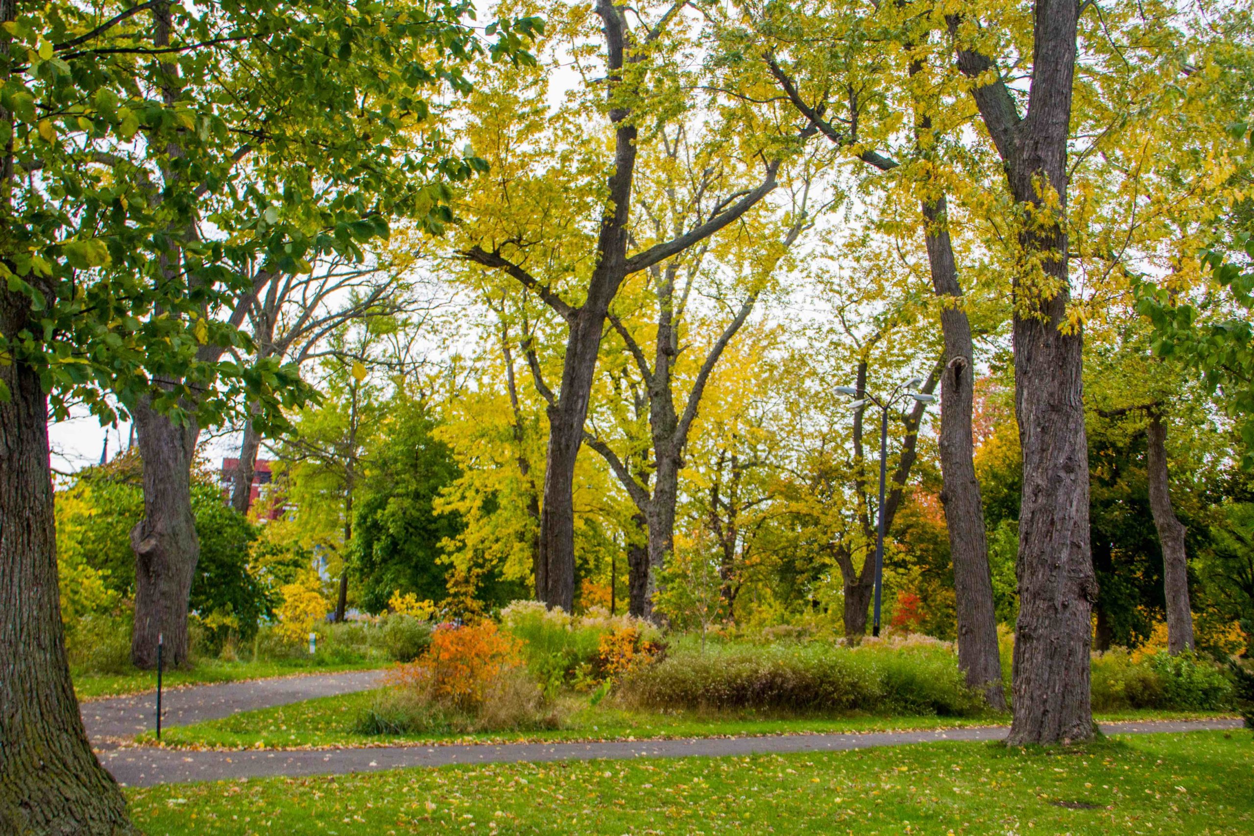 MLK Jr Park