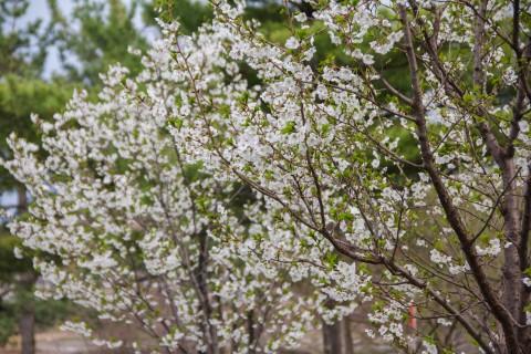 The cherry blossoms are blooming in the Japanese Garden. Photo taken on April 25, 2016.