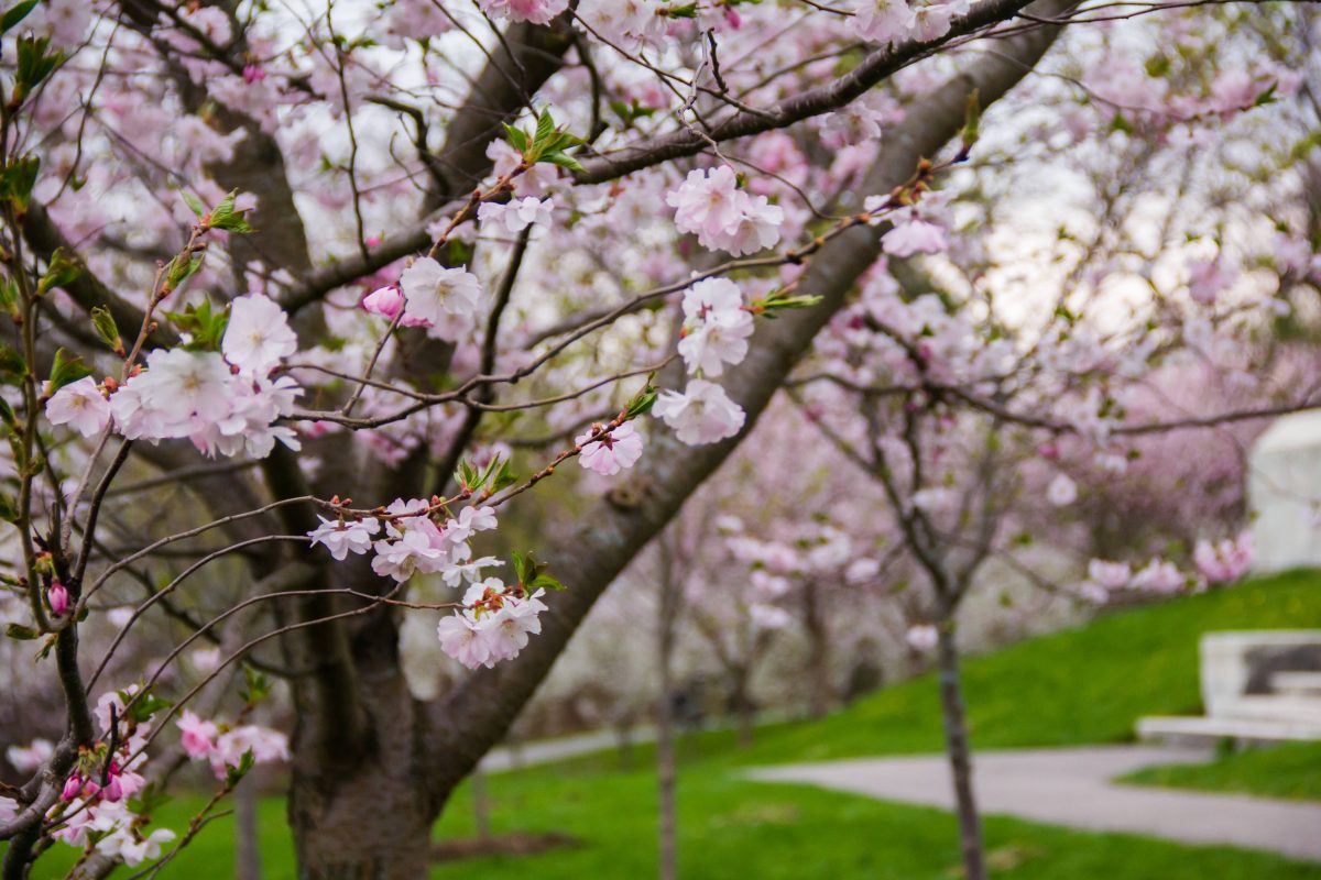 Buffalo Cherry Blossom Fest 2016