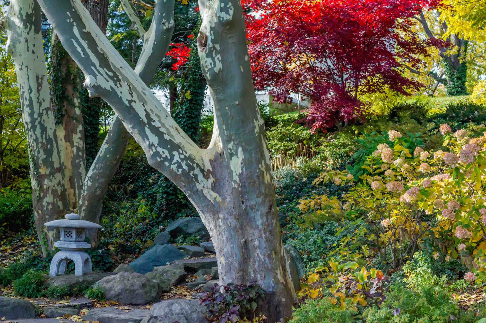 Japanese Garden