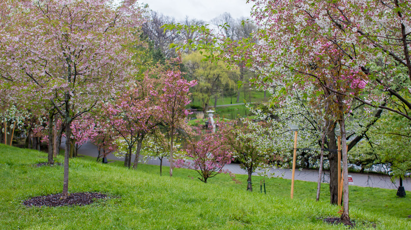 Japanese Garden