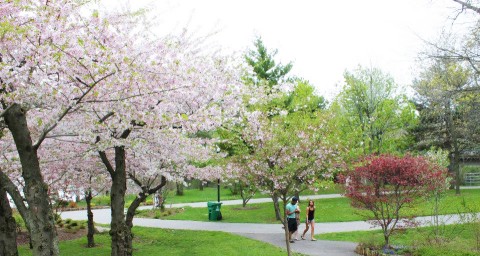 Japanese-Garden_Cherry-Blossom-Festival