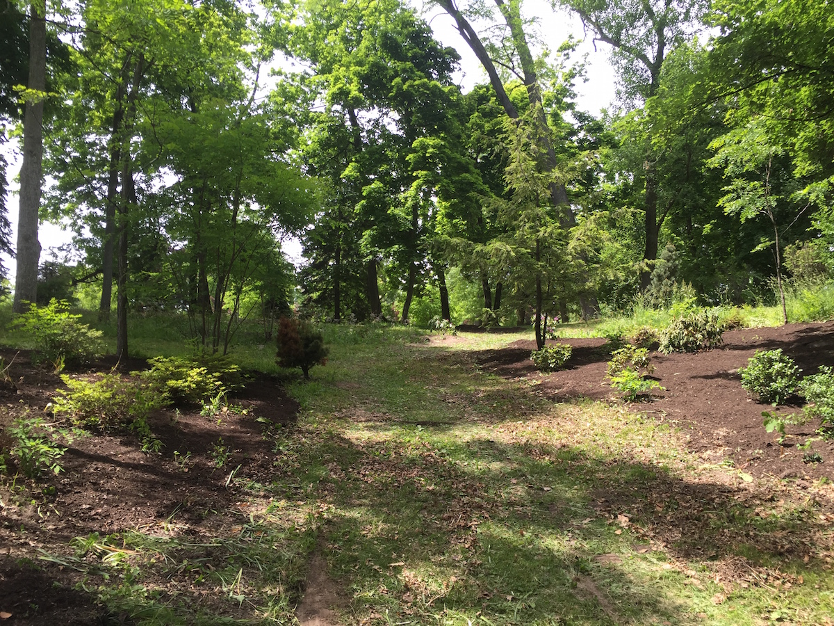 Native plantings at Delaware Park