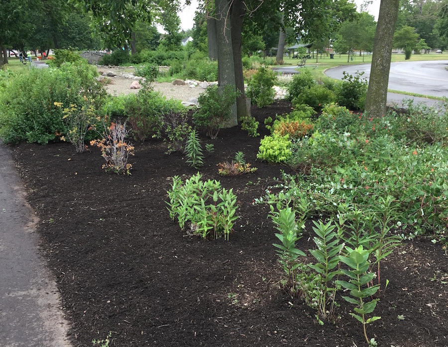 Native plantings at Riverside Park