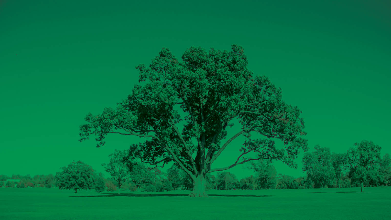 Tree with a green overlay