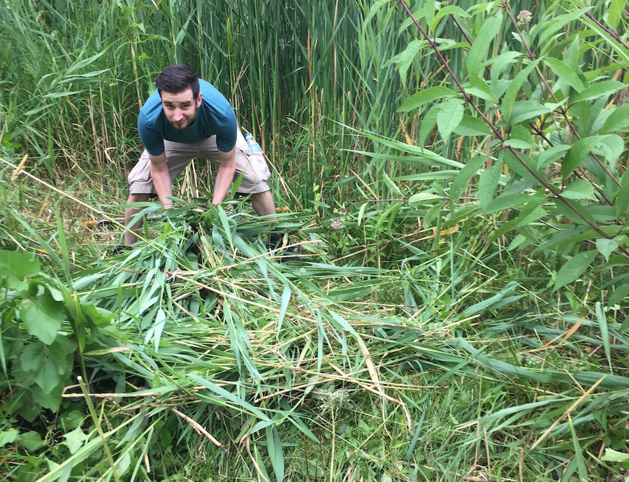 A volunteer helps to remove phragmites, an invasive species