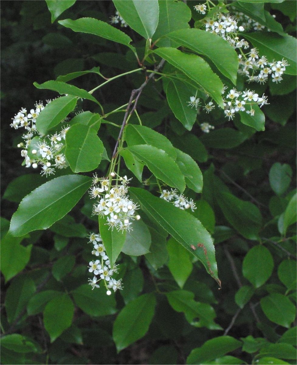 Prunus serotina. Source: https://upload.wikimedia.org/wikipedia/commons/thumb/0/0d/Amerikaanse_vogelkers_Prunus_serotina_closeup.jpg/1200px-Amerikaanse_vogelkers_Prunus_serotina_closeup.jpg