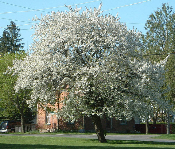 Prunus serotina tree. Source: https://img1.etsystatic.com/026/0/6879804/il_570xN.632833003_hmlr.jpg