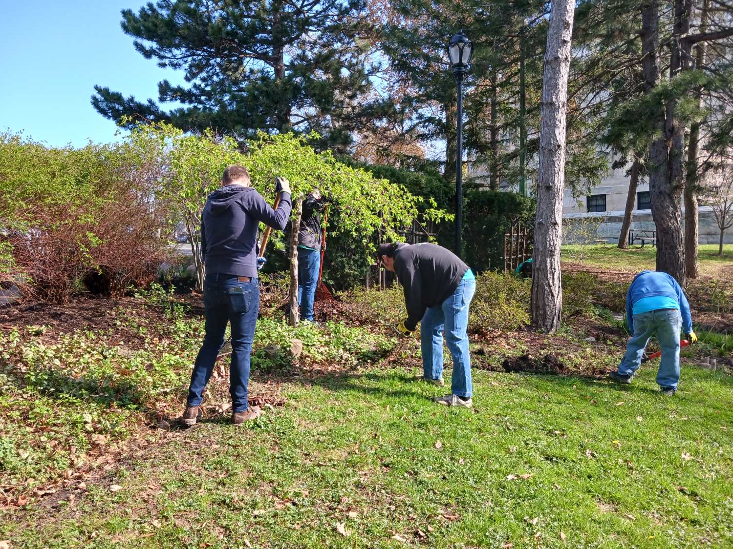 Volunteers cleaning up a flowerbed