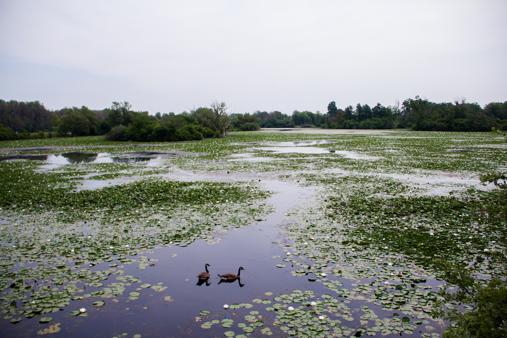 South Park Lake