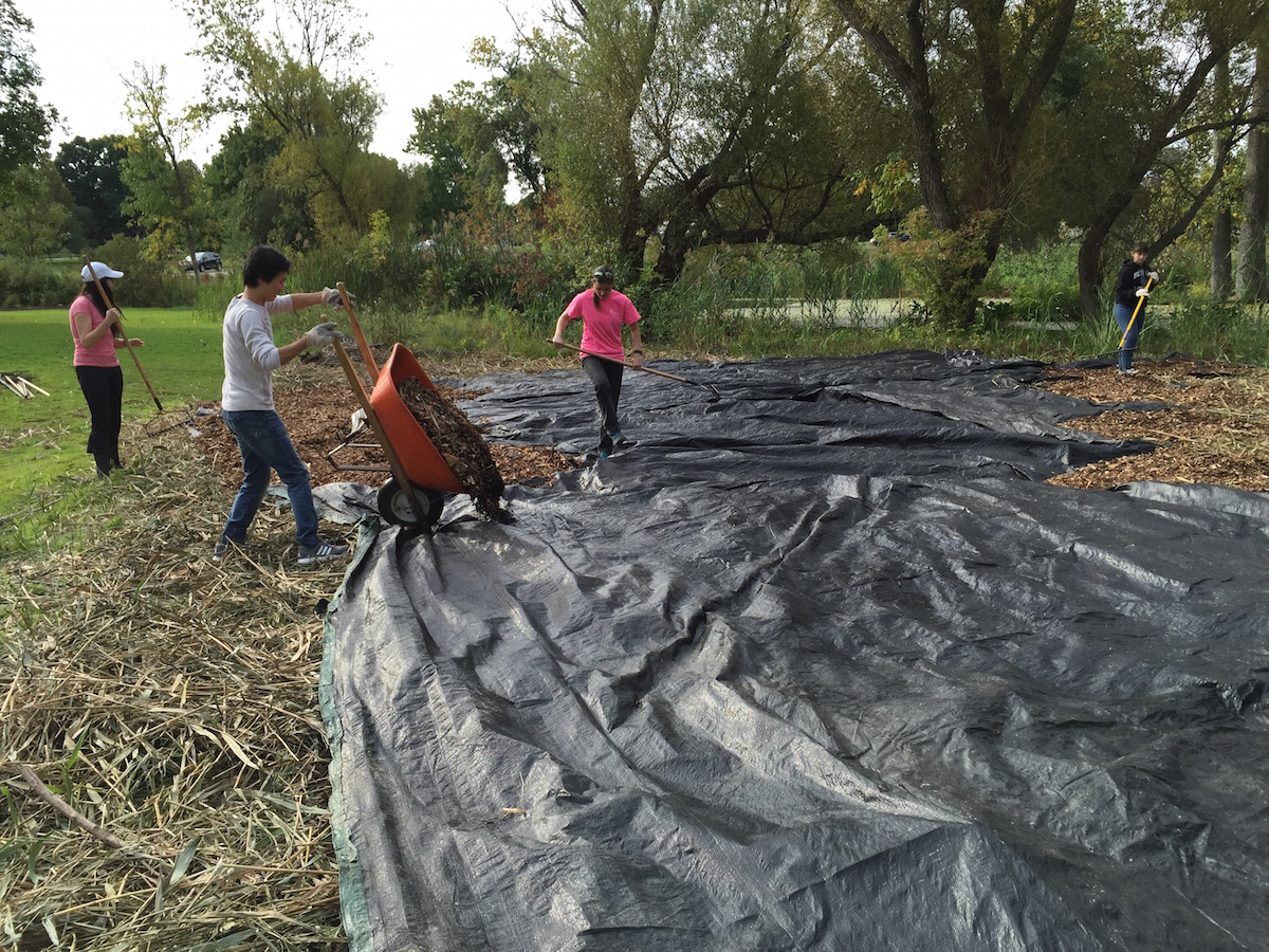 Spreading Tarp_Invasive Management_ON_Feb 5