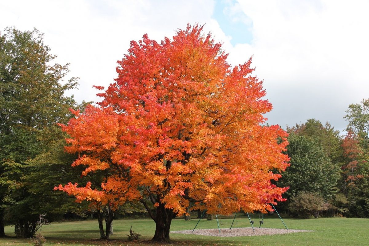 Sugar_Maple_Fall. Source: https://i2.wp.com/www.buckscountrygardens.com/images/stories/bucksimages/blogs/041315/Sugar_Maple_Fall.jpg