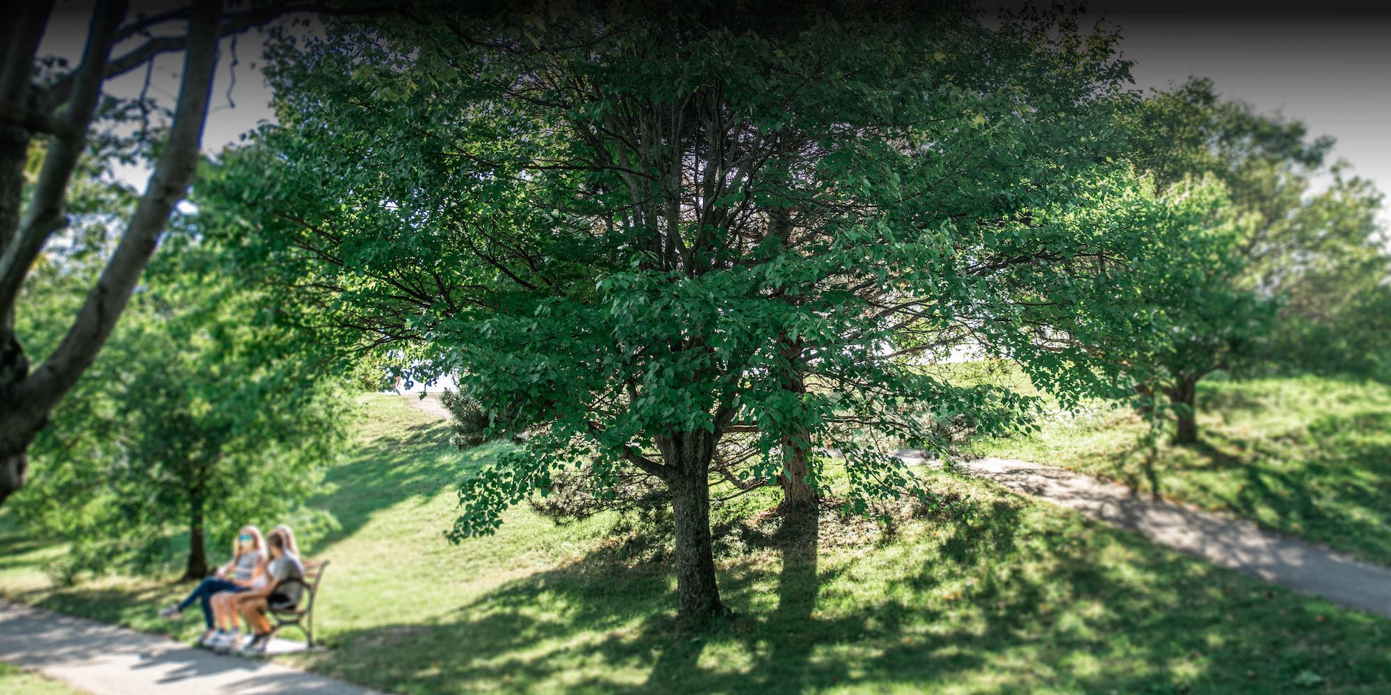 TREEventure Slider Cover