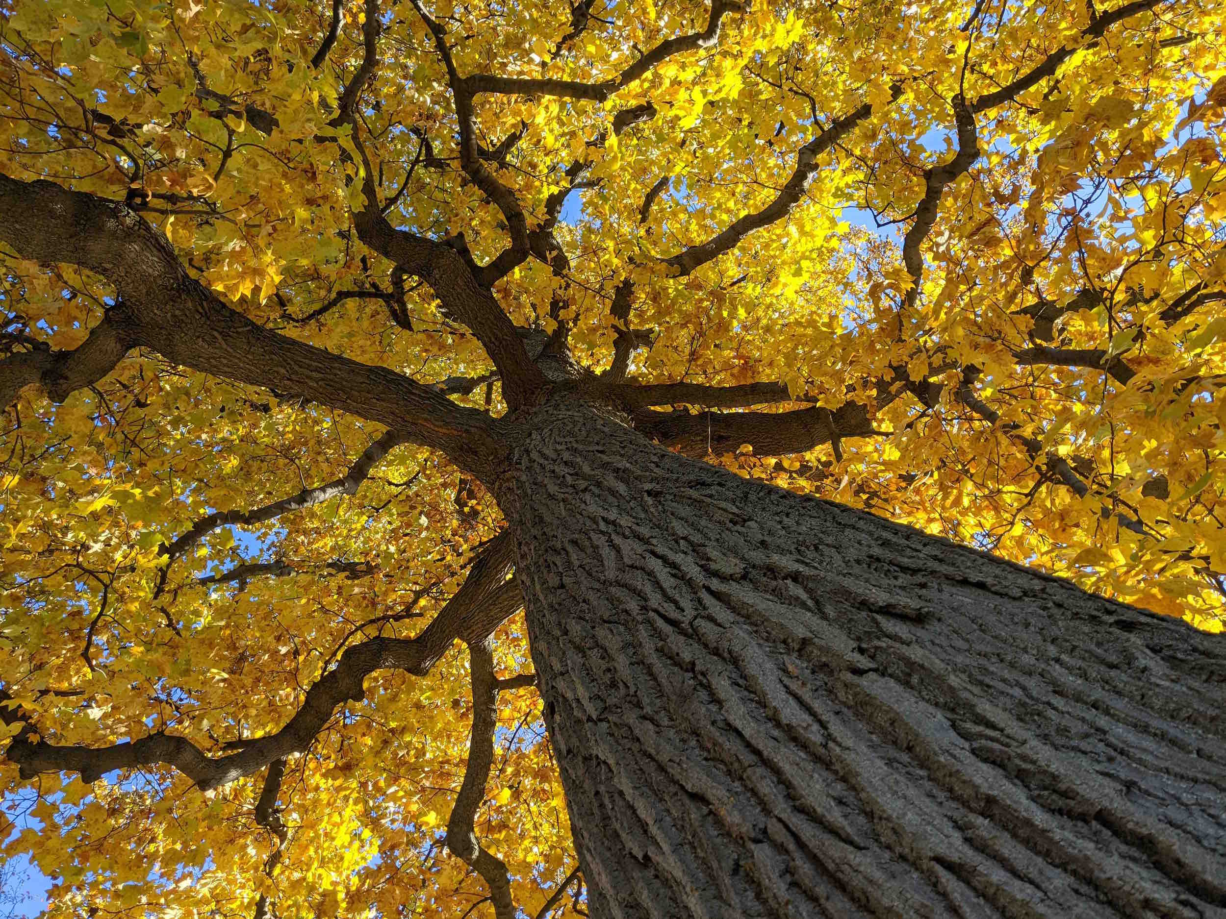 Tulip Poplar_South Park_M Lapp_Nov 2021