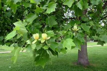 Tulip Tree. Source: https://statesymbolsusa.org/sites/statesymbolsusa.org/files/symbol-place-images/TulipiferaTulipPoplarTree.jpg