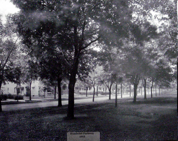 Black and white image of a tree-lined parkway