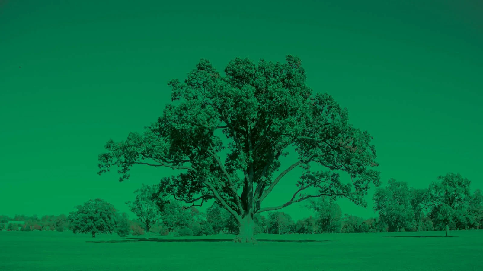 Tree with a green overlay